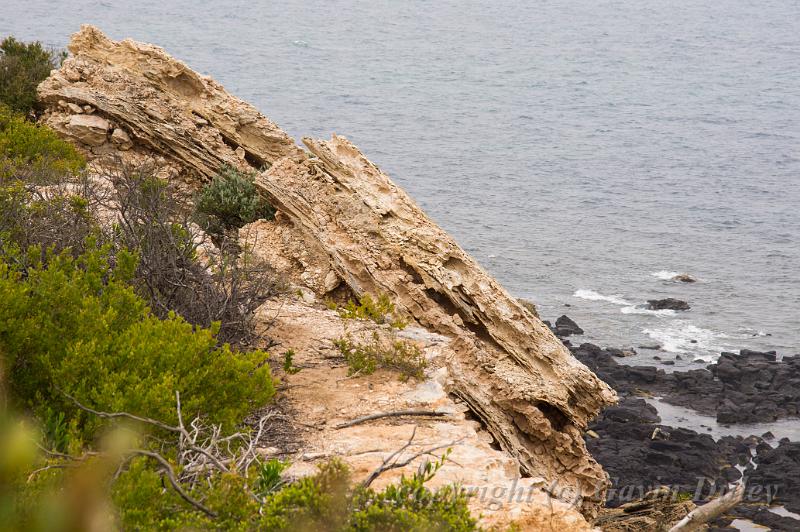 Clifftop, Barwon Heads IMGP4424.jpg